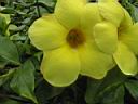 Flower.jpg