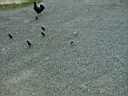 32-bvi-antigua_goats_tortola_chickens.jpg
