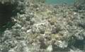 snorkling-04.jpg